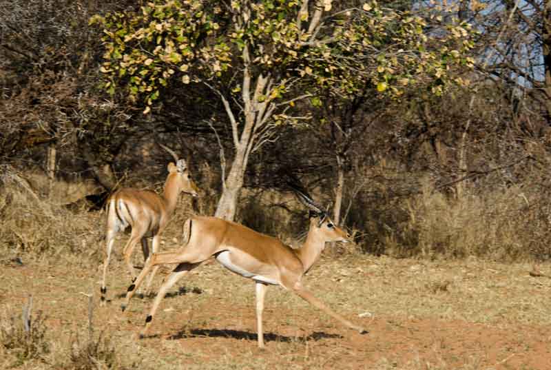 Antílope Impala - reserva de animales Mahango - Namibia 1.jpg